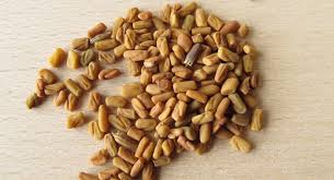 Manufacturers Exporters and Wholesale Suppliers of Fenugreek Seeds Ahmedabad Gujarat
